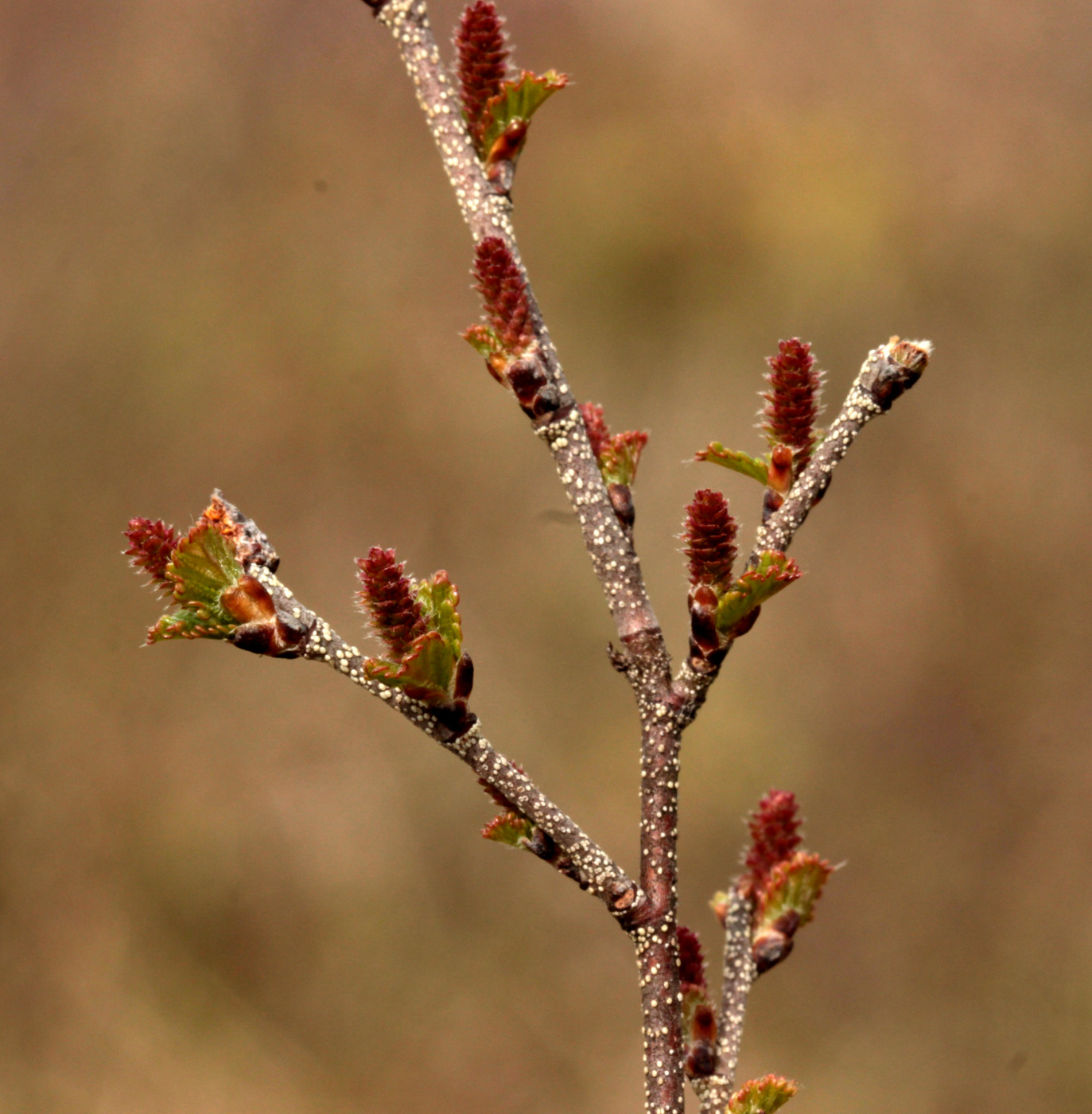 Изображение особи Betula humilis.