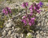 Pedicularis crassirostris. Цветущее растение. Кабардино-Балкария, Зольский р-н, северный склон Эльбруса, урочище Каменные Грибы, ≈ 3200 м н.у.м. 26.07.2011.