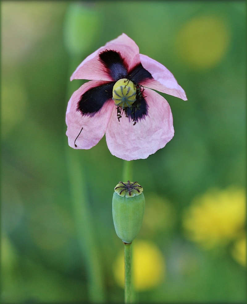 Изображение особи Papaver roseolum.