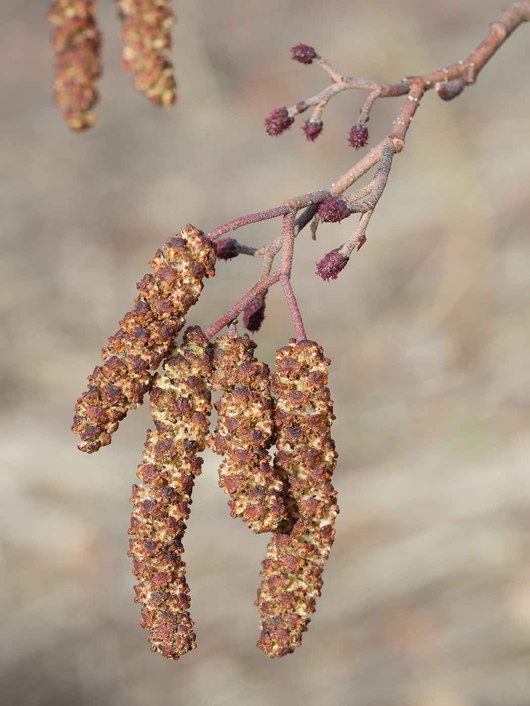 Изображение особи Alnus glutinosa.