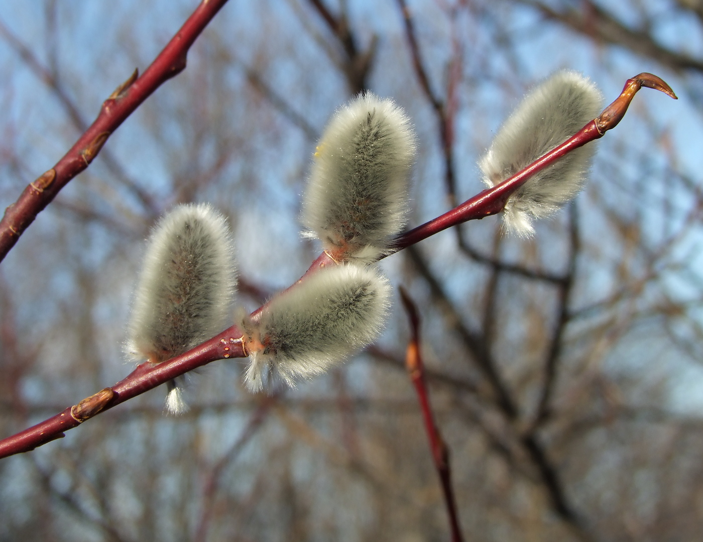 Image of Salix rorida specimen.