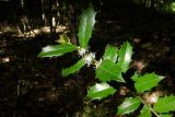 Ilex colchica