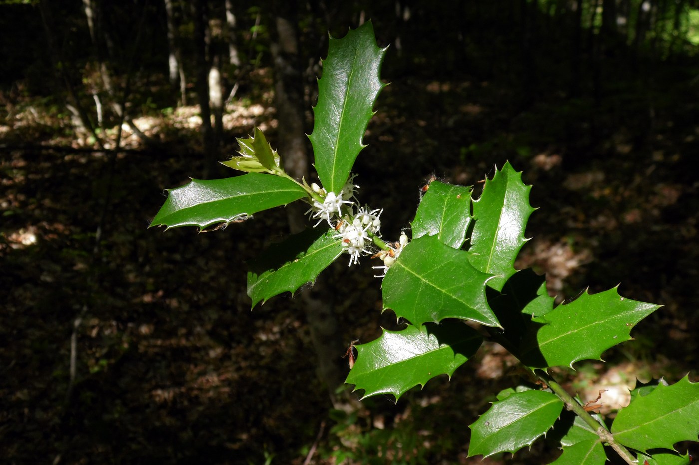 Image of Ilex colchica specimen.