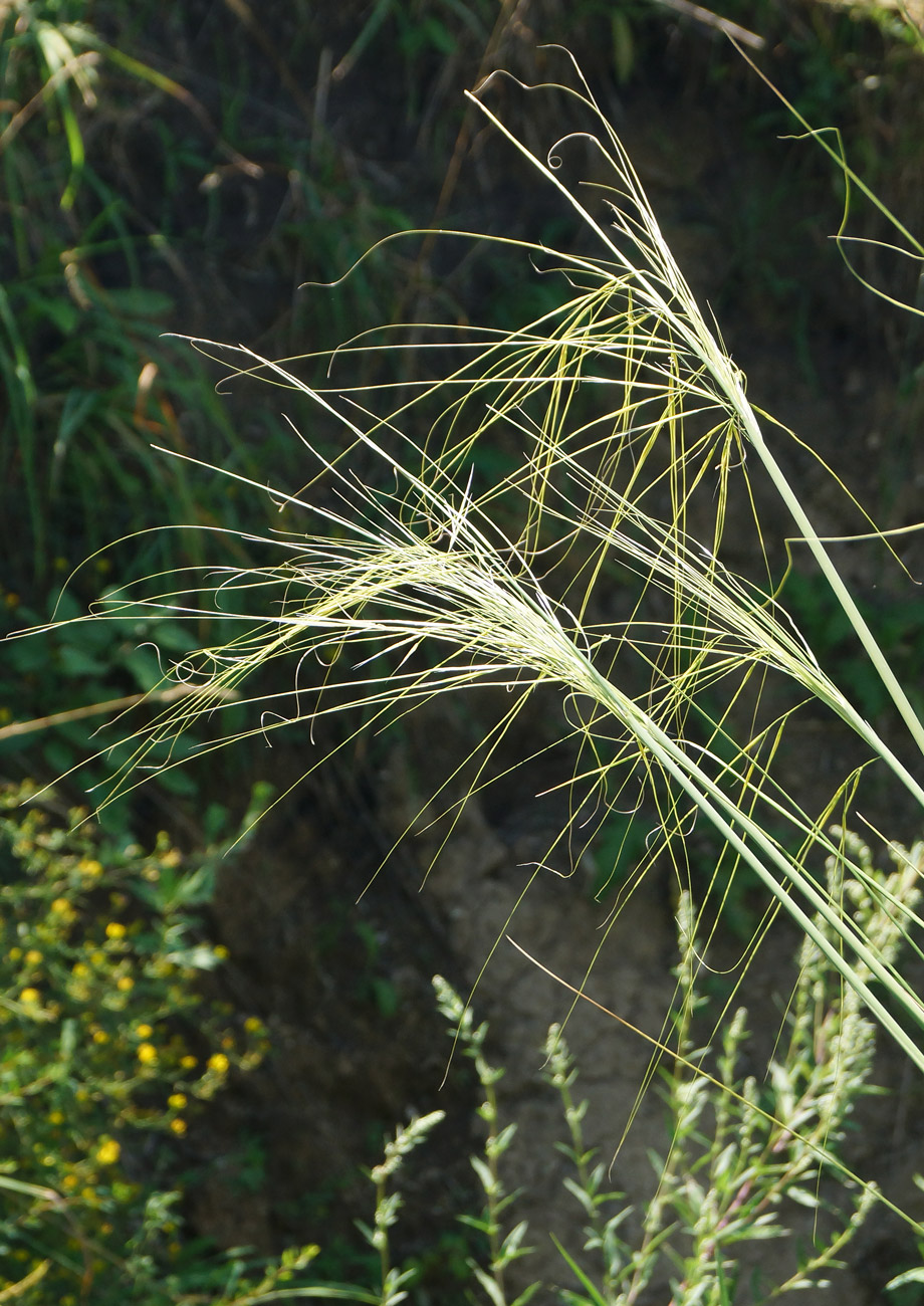 Image of Stipa capillata specimen.