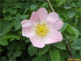 Rosa canina. Цветок. Украина, Львовская обл., Сколевский р-н, национальный природный парк \"Сколевские Бескиды\", окр. с. Каменка, лесная поляна. 24.05.2018.