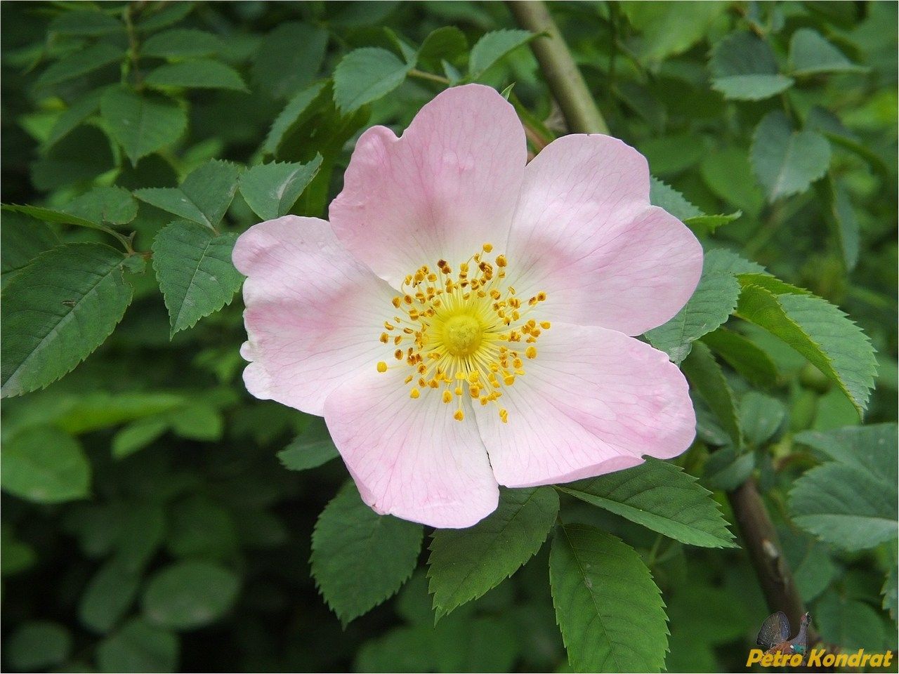 Image of Rosa canina specimen.