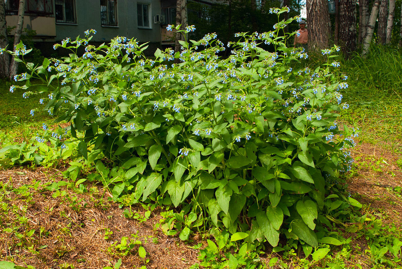 Изображение особи Symphytum caucasicum.