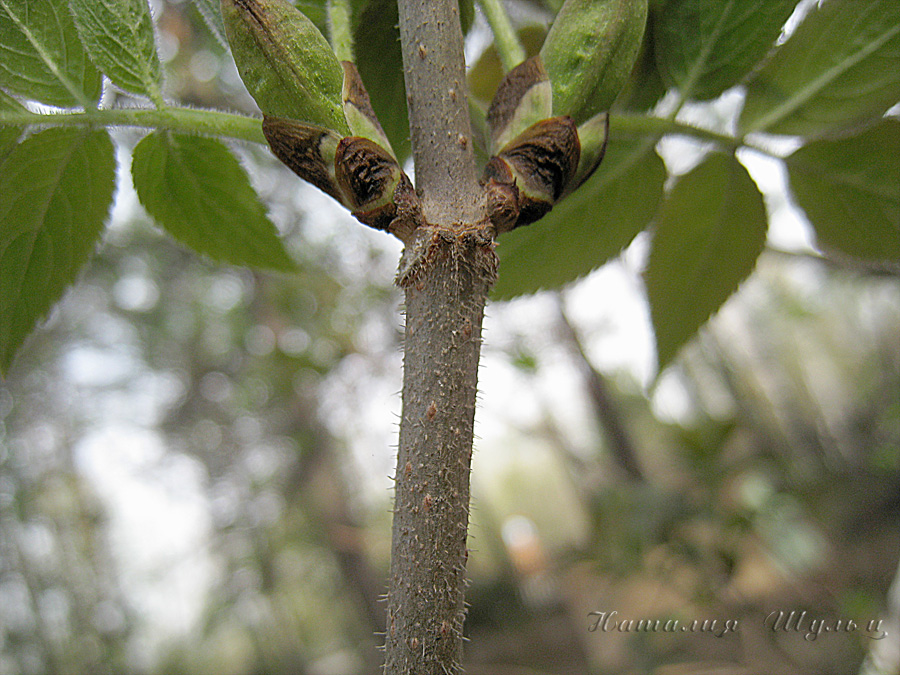 Изображение особи Sambucus sibirica.