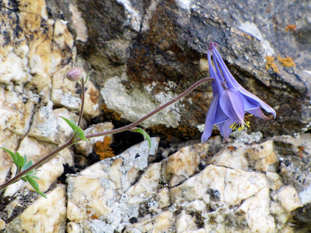 Изображение особи Aquilegia karatavica.