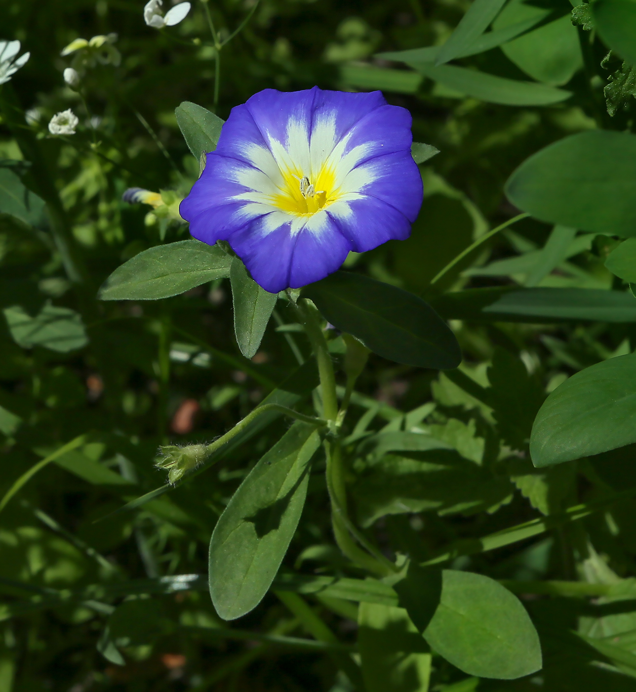 Изображение особи Convolvulus tricolor.