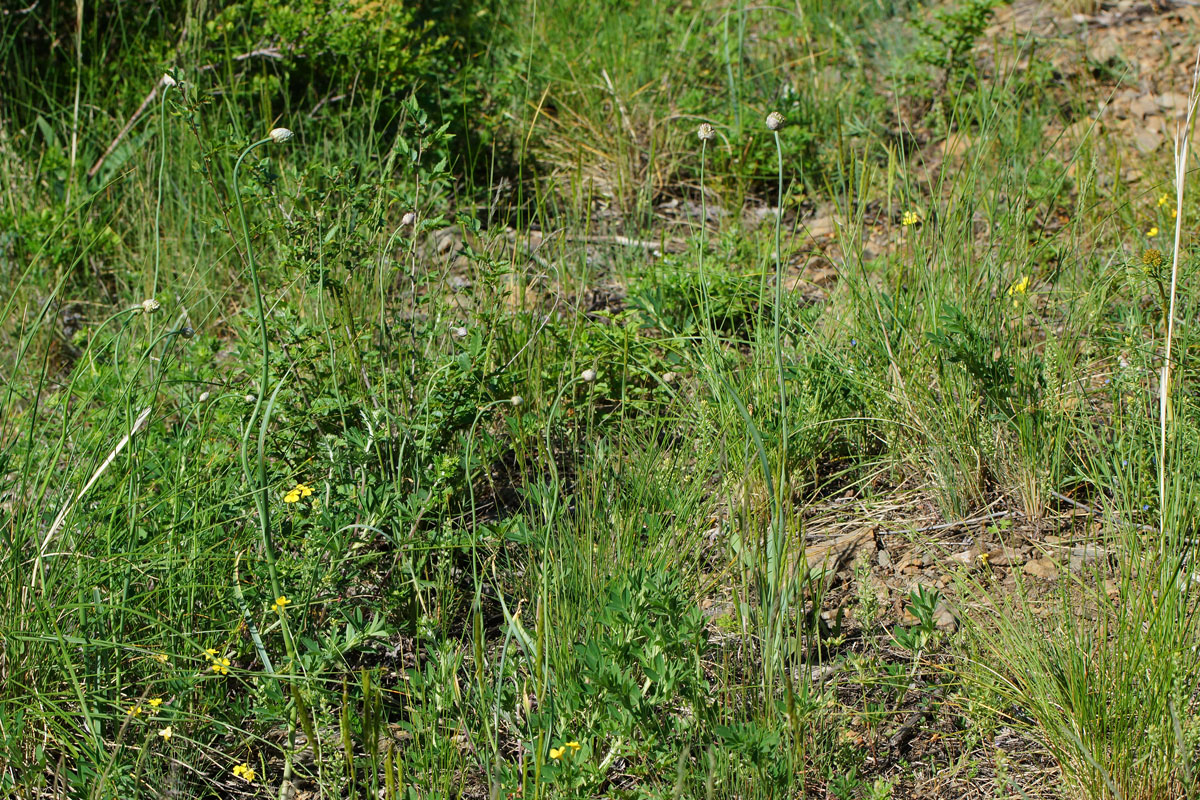 Image of Allium pallasii specimen.