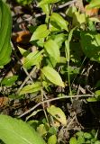 Myosoton aquaticum. Нижняя часть цветущего растения в сообществе луговых растений (подорожник и др.). Восточный Казахстан, г. Усть-Каменогорск, правый берег р. Иртыш влажный, луг. 01.08.2018.