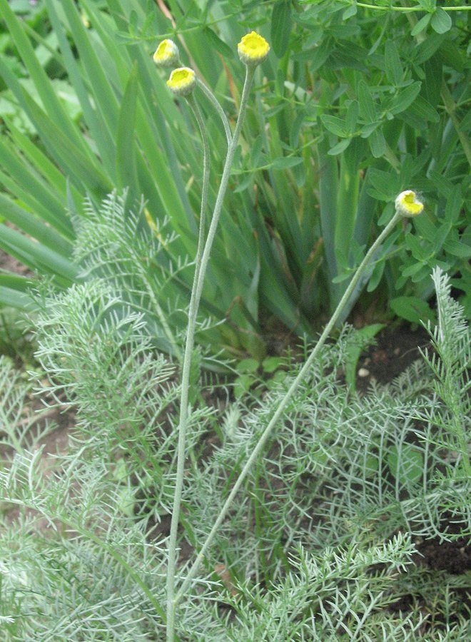 Image of Tanacetum uralense specimen.