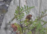 Scabiosa bipinnata. Часть стебля с листьями. Республика Северная Осетия-Алания, окр. с. Нижний Ларс, галечно-песчаный берег р. Терек. 30.07.2018.