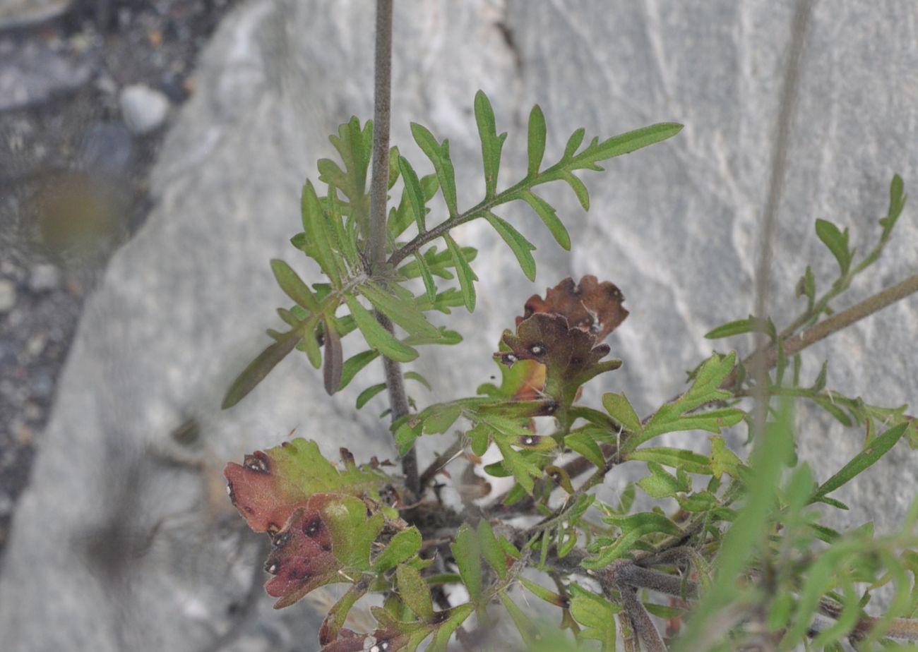 Image of Scabiosa bipinnata specimen.