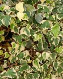 Hedera algeriensis разновидность variegata. Побеги (пестролистная форма). Черногория, муниципалитет Будва, пос. Бечичи (Bečići), живая изгородь. Июль 2018 г.