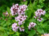 Origanum vulgare. Соцветия. Украина, Ивано-Франковская обл., Долинский р-н, Шевченковский сельский совет, окр. с. Мысливка, урочище Шандра, берег р. Свича. 13.07.2018.