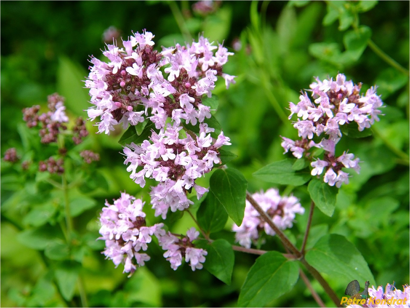 Изображение особи Origanum vulgare.