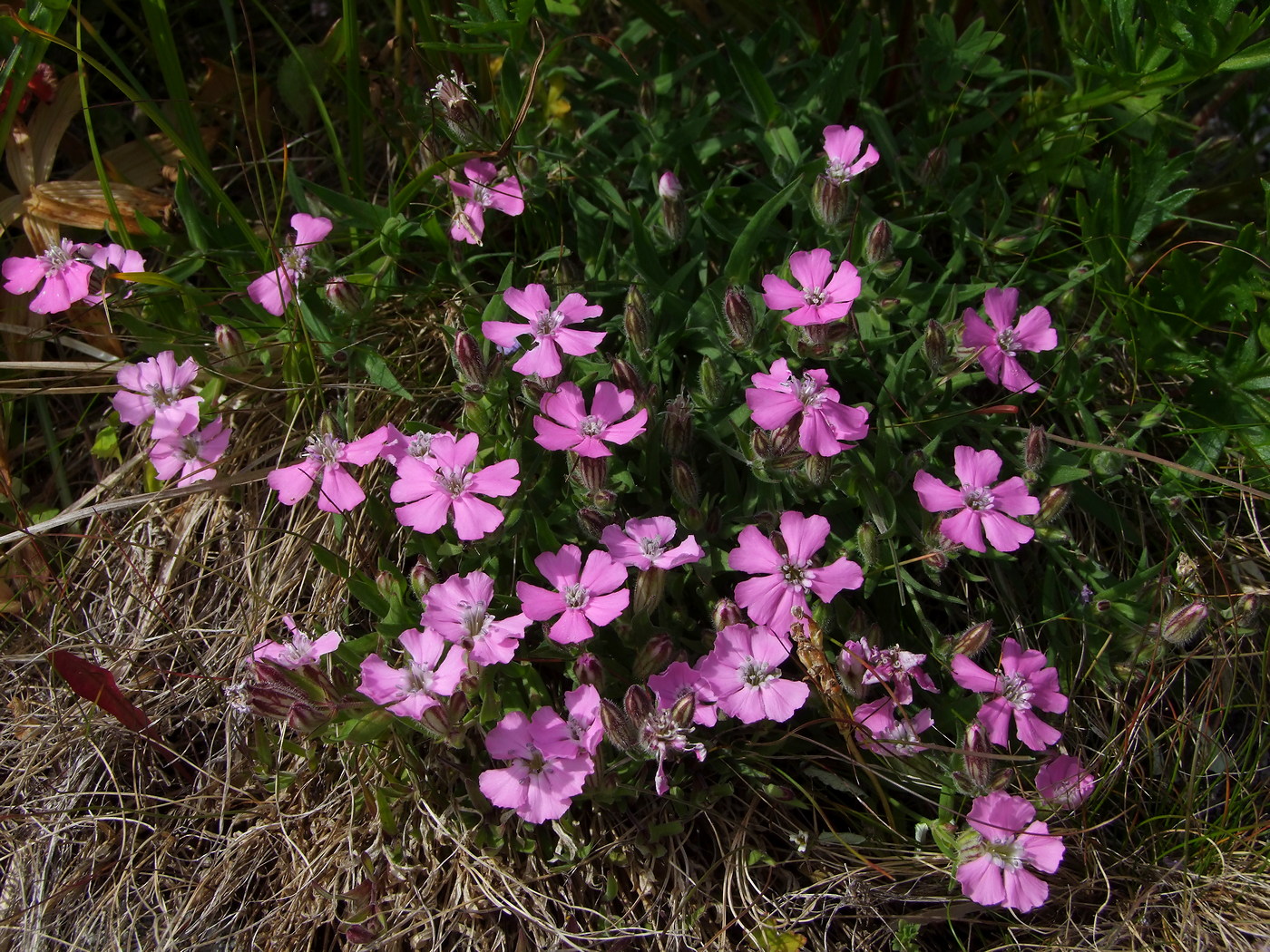 Image of Lychnis ajanensis specimen.