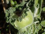 Salvia fruticosa