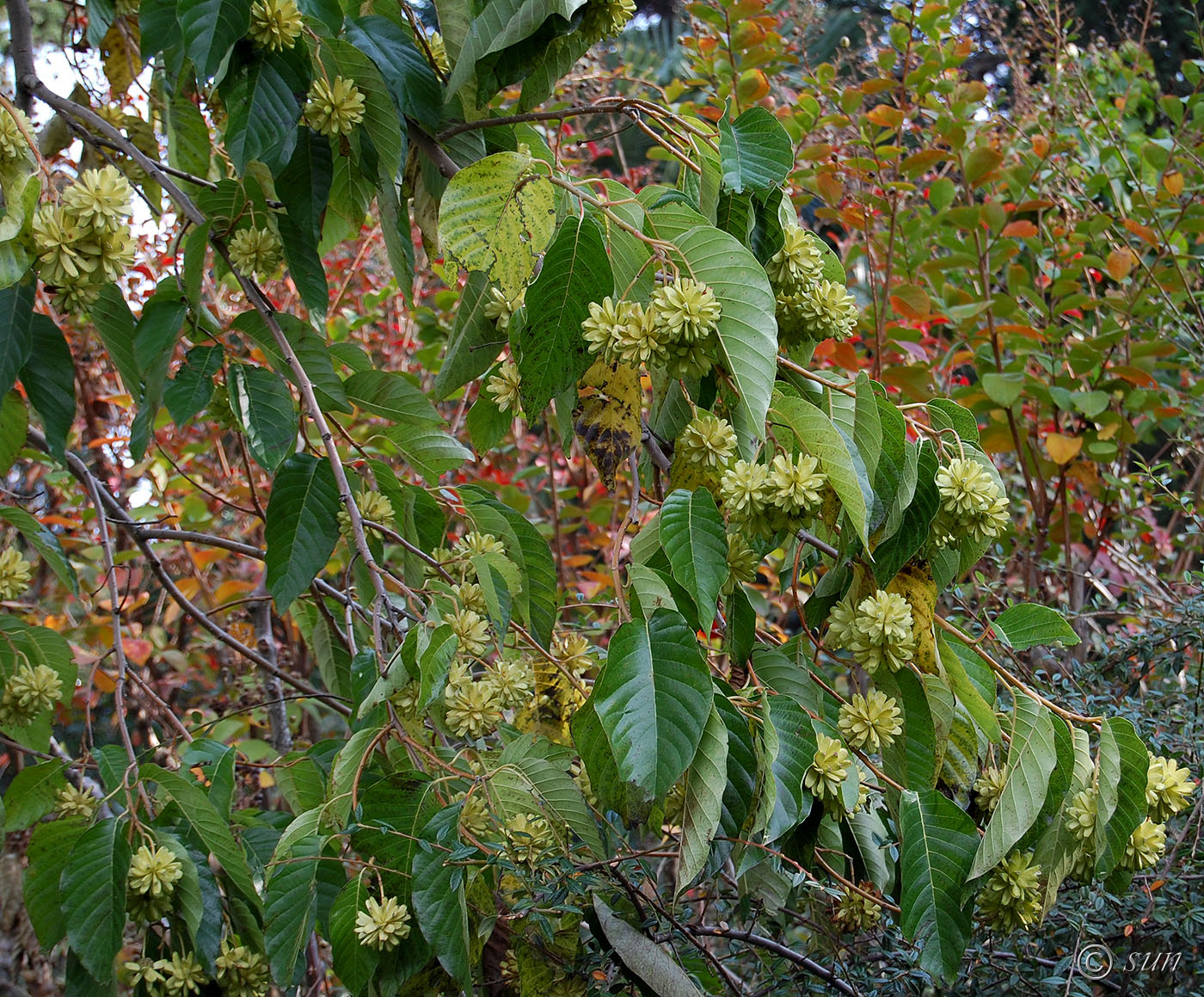 Image of Camptotheca acuminata specimen.