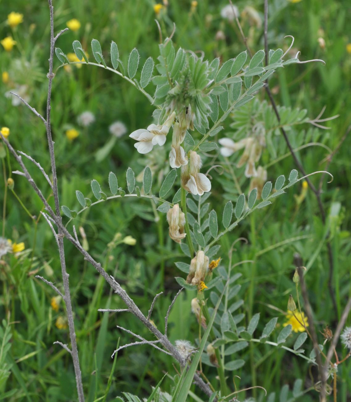 Image of Vicia pannonica specimen.