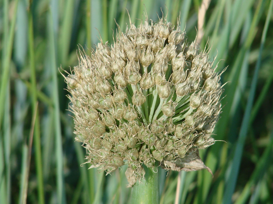 Image of Allium altaicum specimen.