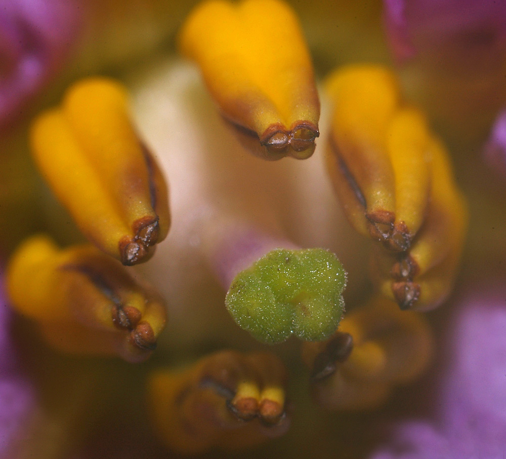 Image of Solanum melongena specimen.