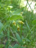 Cerinthe minor