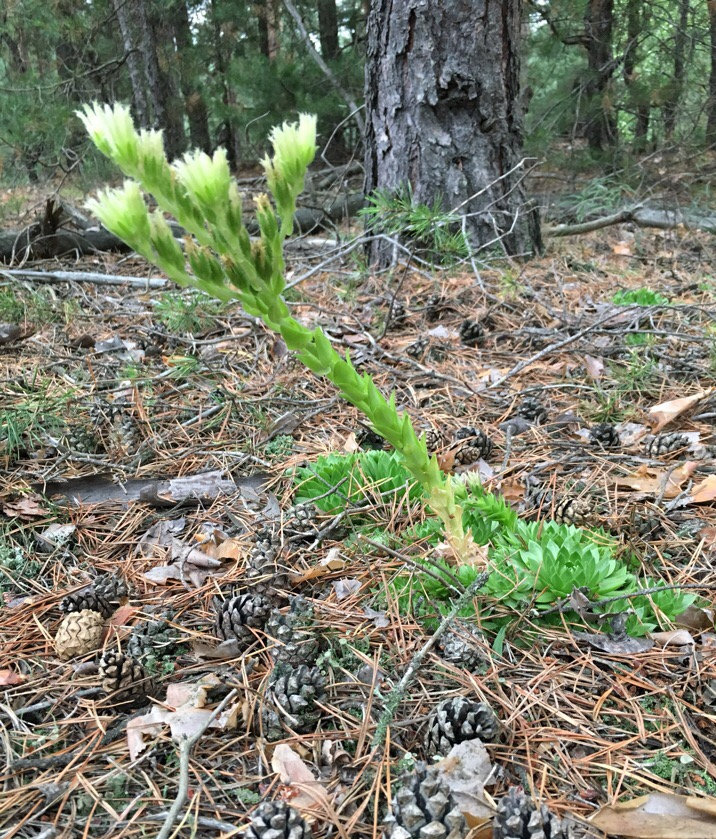 Изображение особи Jovibarba globifera.