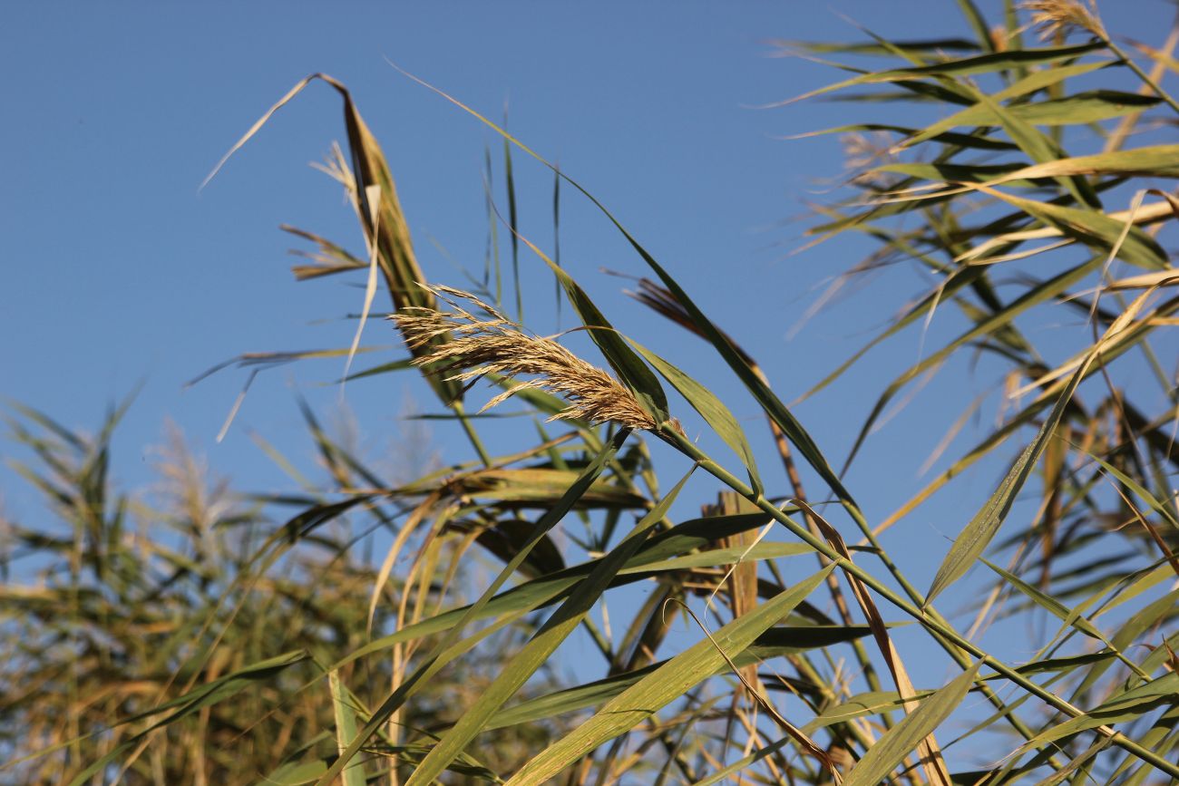 Изображение особи Phragmites australis.