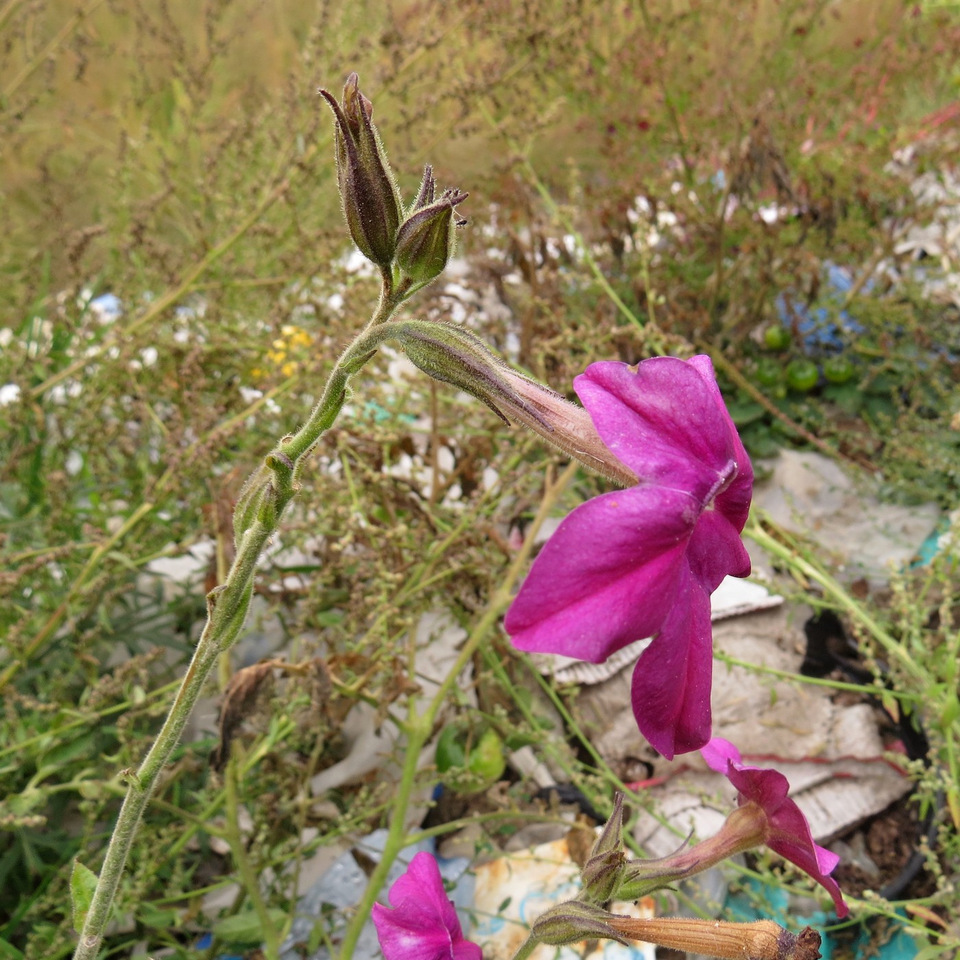 Image of Nicotiana &times; sanderae specimen.