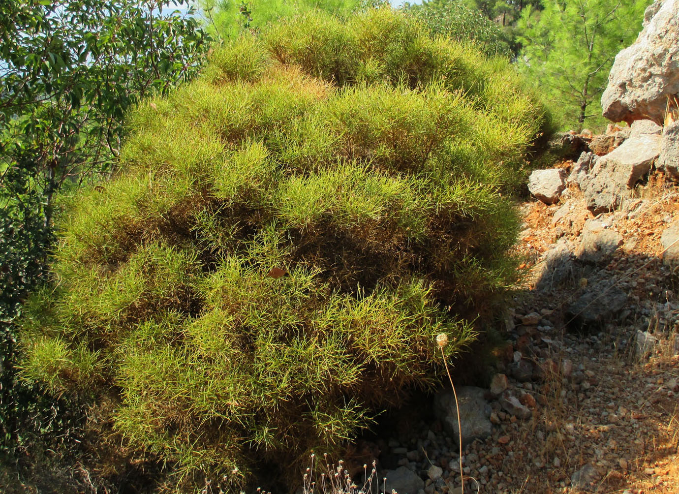 Изображение особи Genista acanthoclada.