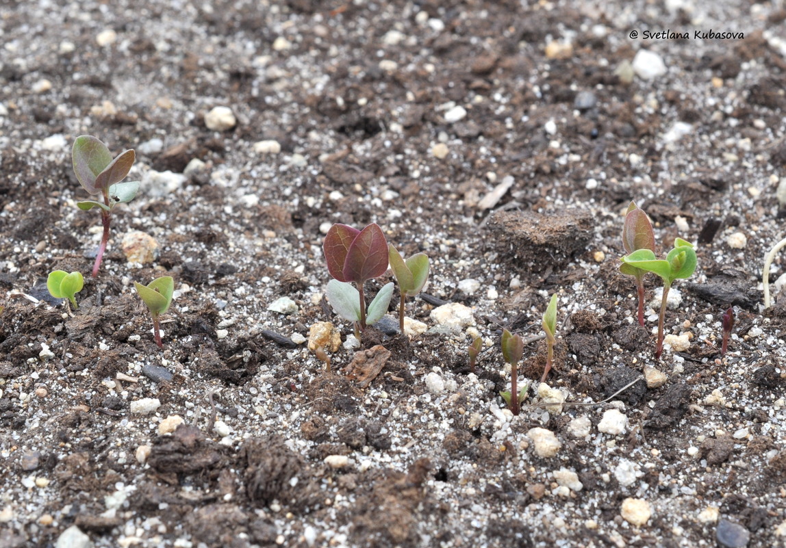 Image of Clematis recta specimen.