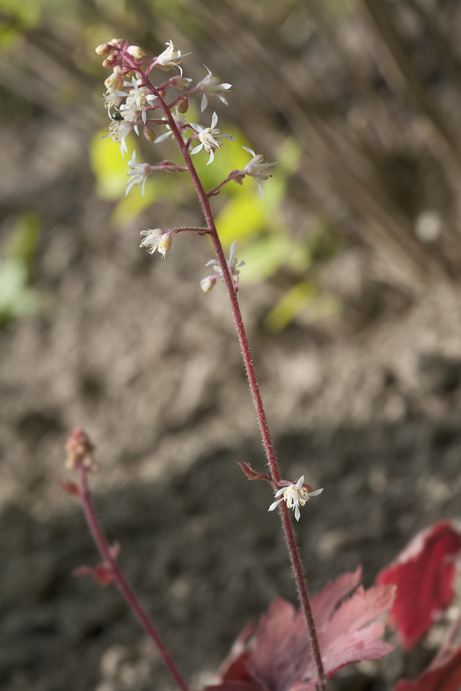 Изображение особи &times; Heucherella tiarelloides.