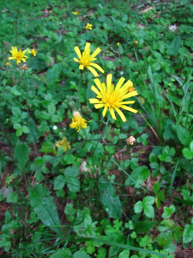 Image of genus Hieracium specimen.