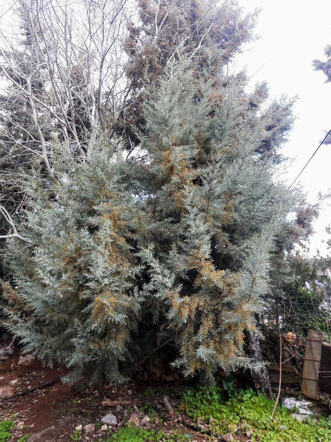 Image of Cupressus arizonica specimen.