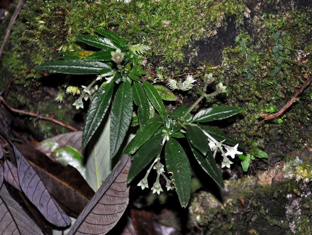 Image of Argostemma elatostemma specimen.