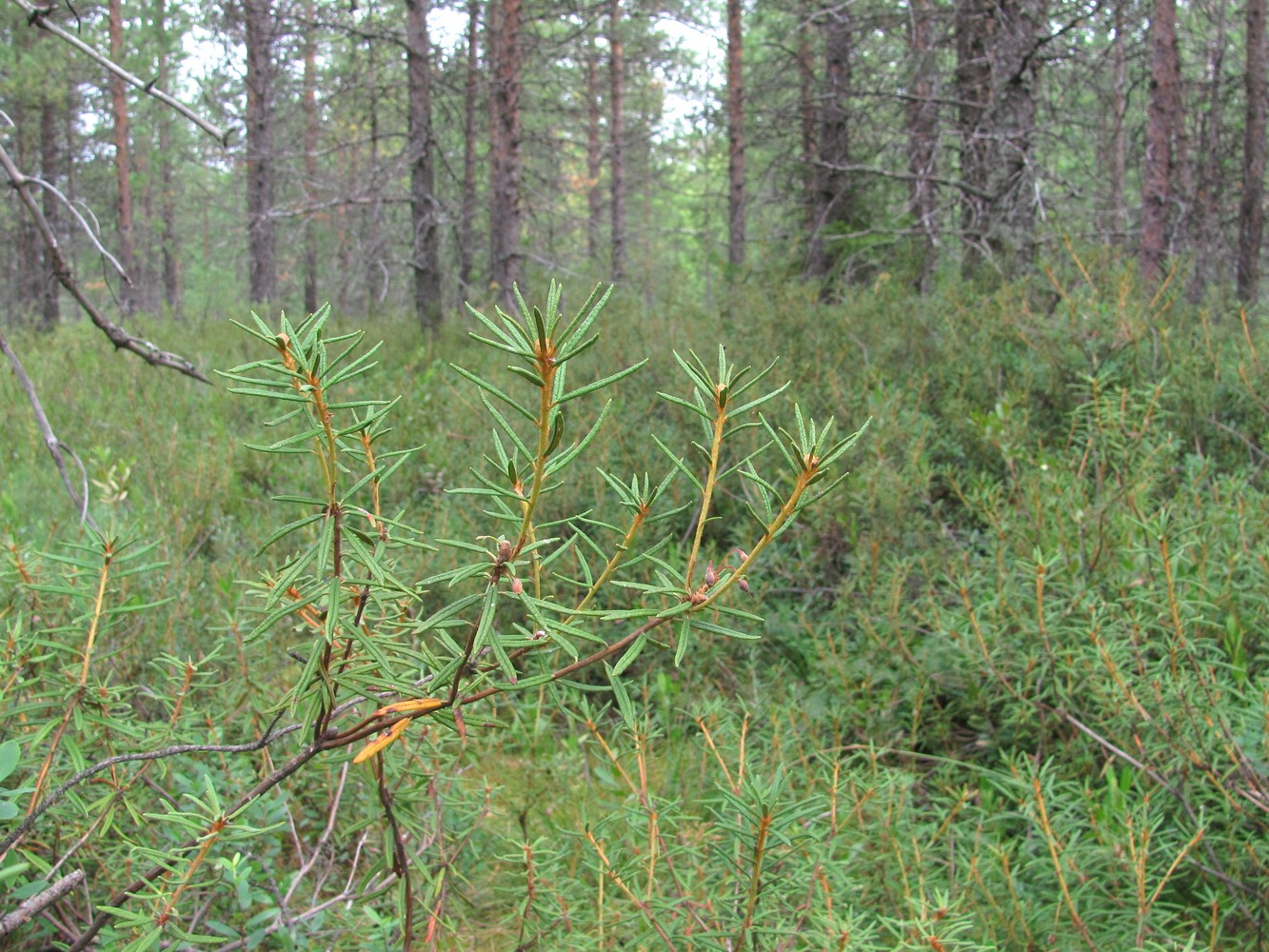 Image of Ledum palustre specimen.