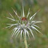 Onopordum cyprium