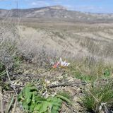 Tulipa biflora