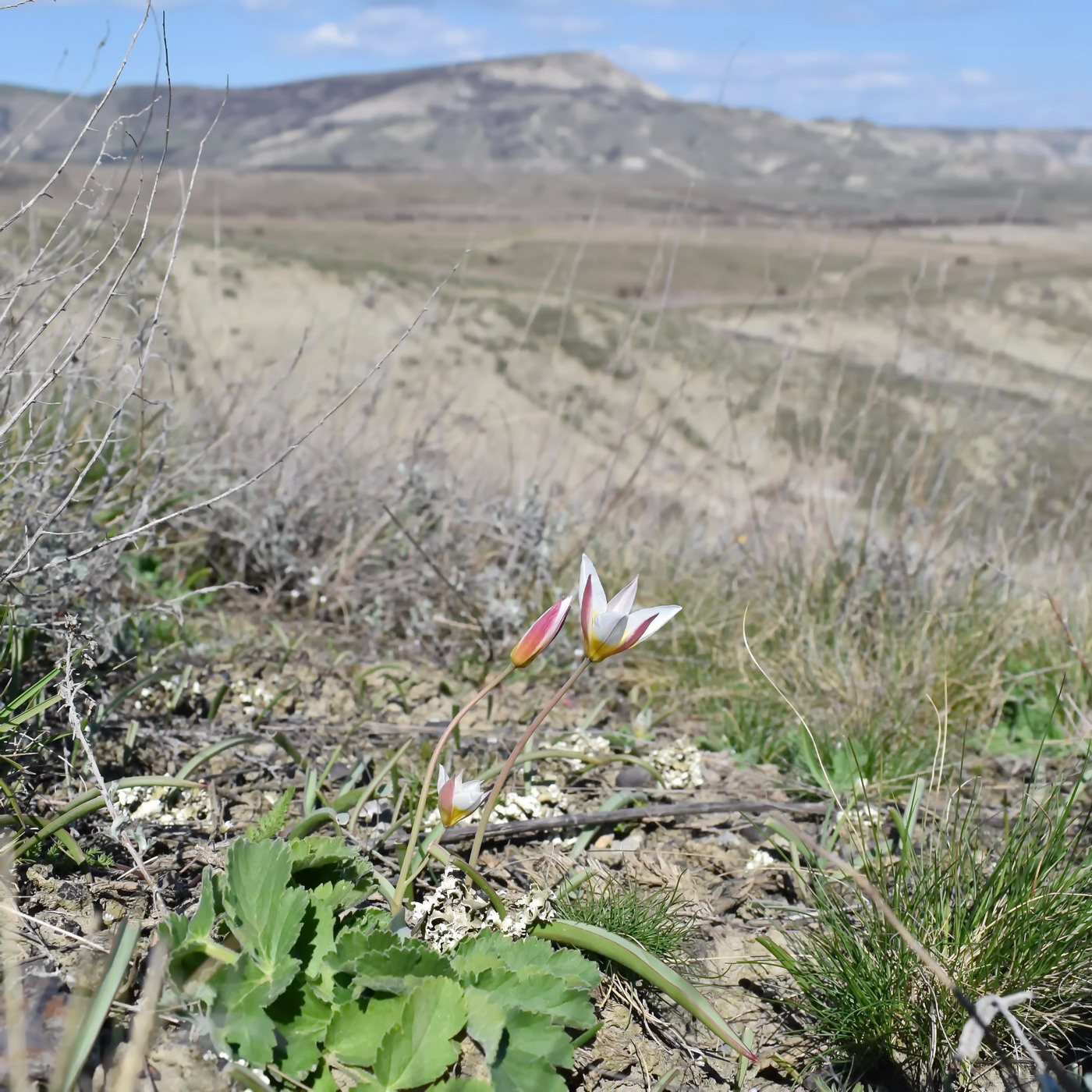 Image of Tulipa biflora specimen.