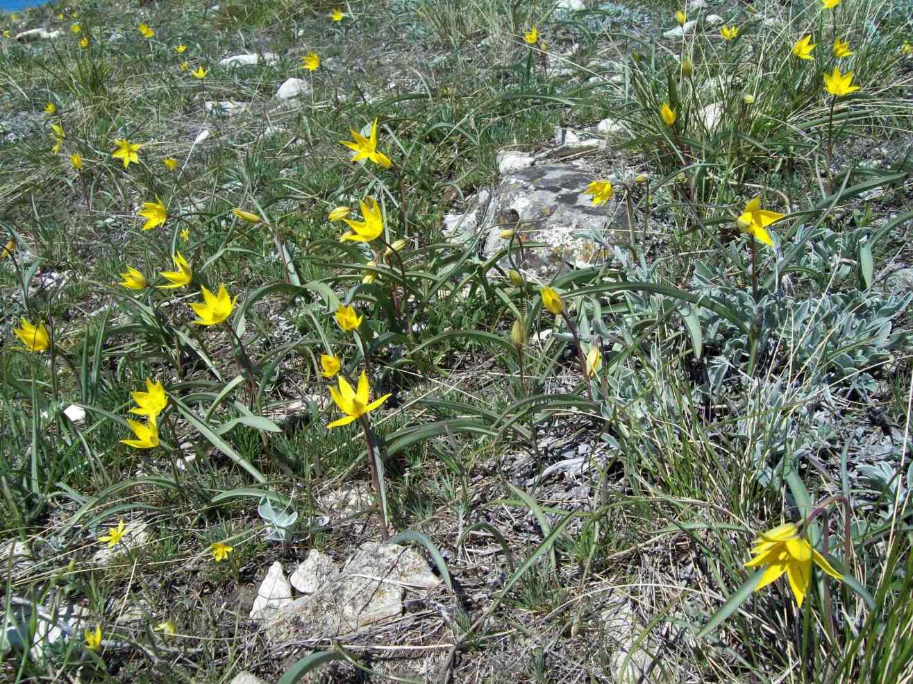 Image of Tulipa scythica specimen.