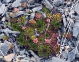 Sempervivum caucasicum