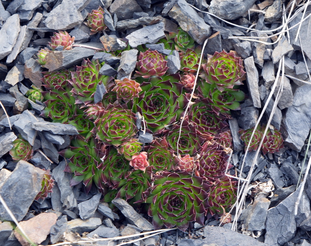 Изображение особи Sempervivum caucasicum.