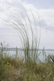 род Stipa. Цветущее растение. Крым, Керченский п-ов, Приазовье, мыс Тархан, степь на обрывистом приморском склоне. 01.05.2019.