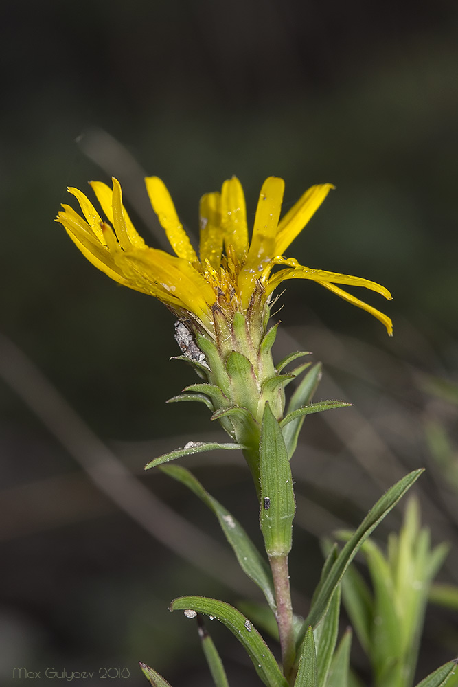 Изображение особи Inula ensifolia.