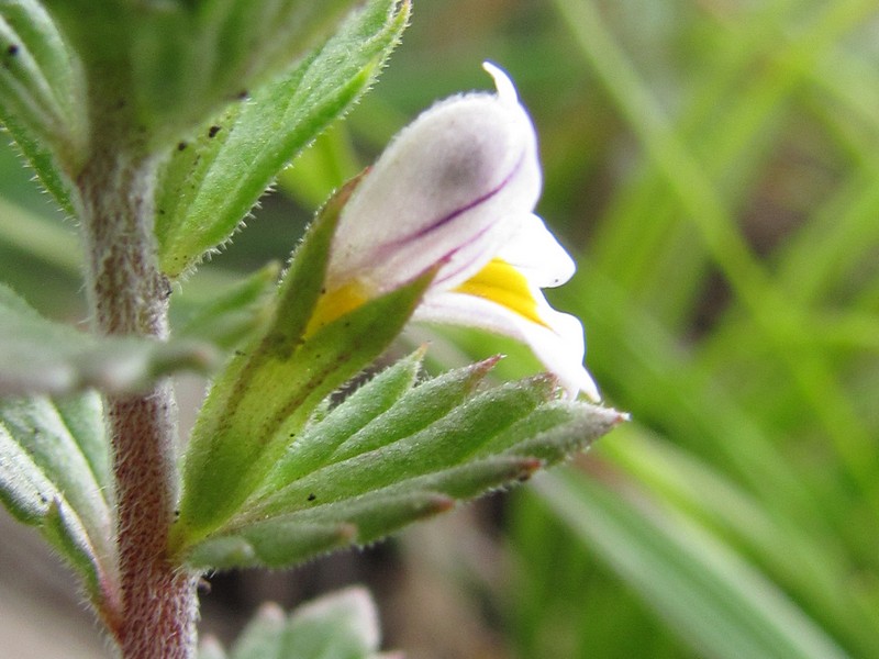 Изображение особи Euphrasia irenae.