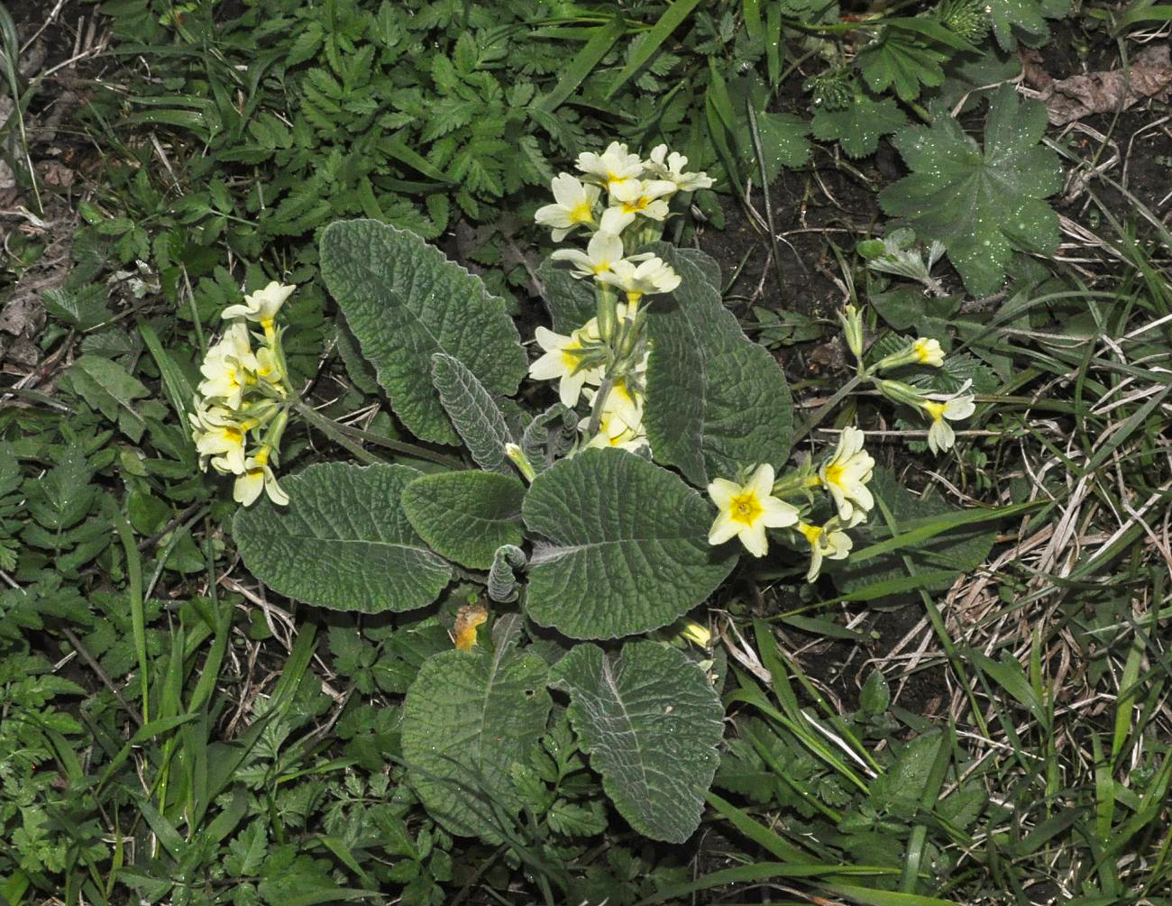 Image of Primula pseudoelatior specimen.