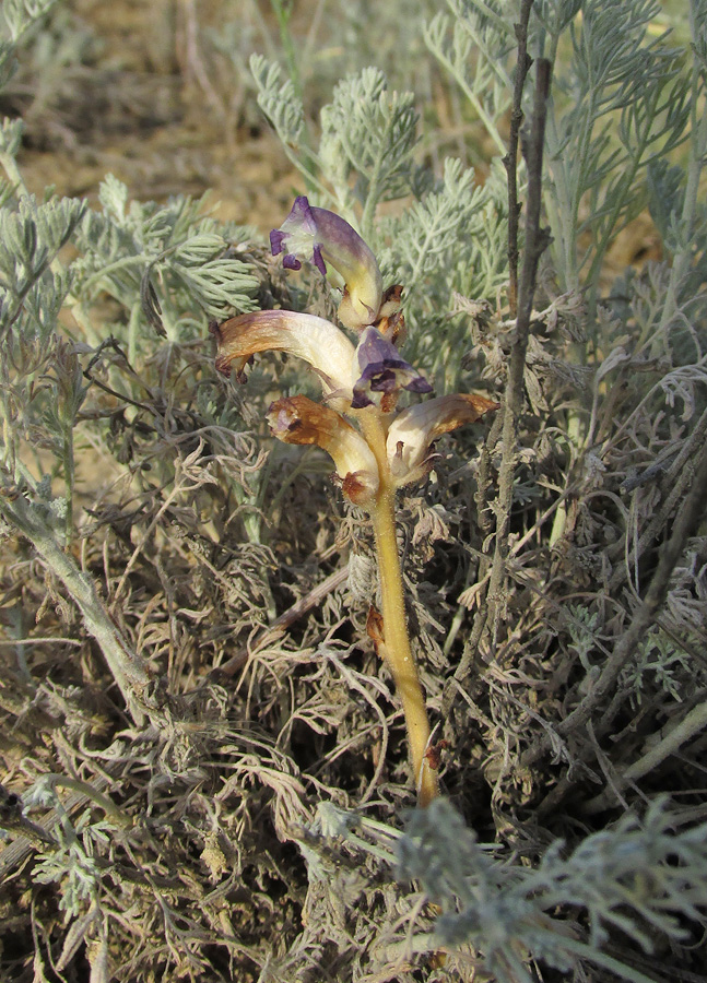 Изображение особи Orobanche cumana.